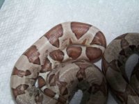 kink tails 009.jpg