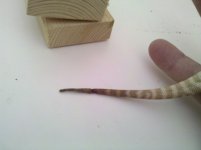IMG_20110125_151822.jpg