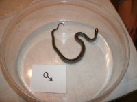 Desert King male yearling founder Hueco Tanks Pic 1.JPG