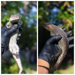 skink.jpg