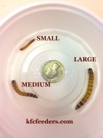 superworm 3 cup.jpg