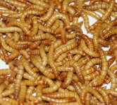 mealworms.jpg