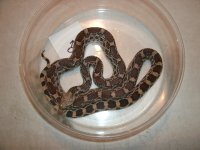 Son Gopher male 3.5 ft Pic 3.JPG