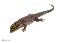 standing_s_day_gecko.jpg