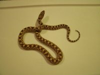 GEDC3211.JPG
