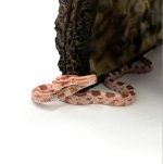 e8cornsnake.jpg