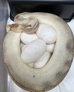 Eggs.jpg