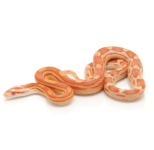 cs8corn.png