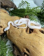 r18ratsnake.jpg