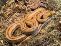 r20ratsnake.jpg