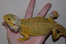 Citrus Hypo Trans Leather Male 11.jpg