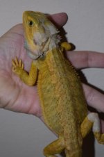 Citrus Hypo Trans Leather Male 11..jpg