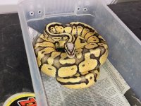 Super pastel female.jpg