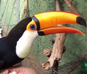 toco.jpg