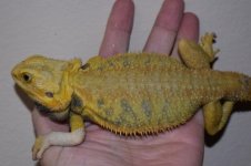 Citrus Tiger Hypo Trans Male 10.jpg