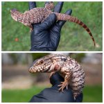 tegu.jpg