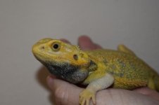 Citrus Tiger Hypo Trans Male 10..jpg