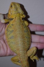 Citrus Tiger Hypo Trans Male 10...jpg