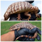 tegu1.jpg