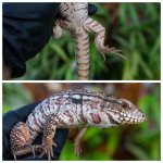 tegu2.jpg