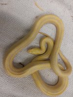 rat snake 1.jpg