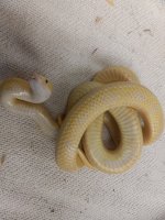 rat snake 2.jpg