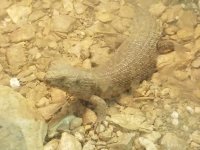 2022 Gidgee Skink.jpg