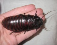 GromphadorhinaUnidentifiedMajorishMale#1.jpg