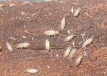 Entomobrya#1.JPG