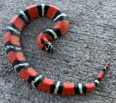 tricolor.jpg
