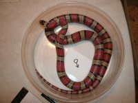 leonis male #2 intermed older breeder Pic 2.JPG