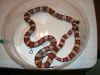 leonis male #3 older breeder Pic 1.JPG