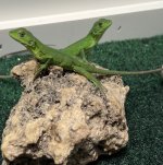 Pied Iguana Two on Rock IMG_7595.jpg