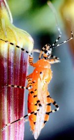 Assassin Bugs .jpg