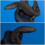 black4.jpg