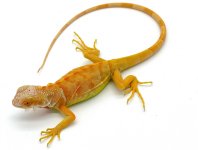 crimsonalbino.jpg