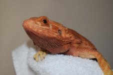 DSC_0036.jpg