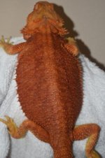 DSC_0035.jpg