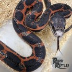 Scaleless 1.jpg
