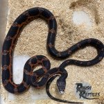 Scaleless 2.jpg