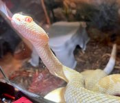AlbinoAtrox.jpg