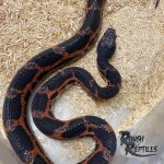 Scaleless 3.jpg