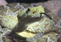 Basiliscus.jpg