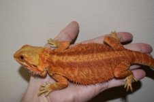 RED TRANS FEMALE 13 COLOR STRIPE.jpg