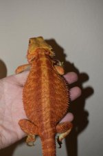 RED TRANS FEMALE 13 COLOR STRIPE..jpg