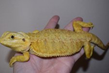 FEMALE CITRUS TRANS 10.jpg