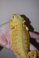 FEMALE CITRUS TRANS 10..jpg