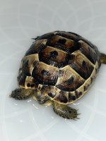 greek tortoise.jpg