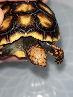 cherryhead tortoise.jpg