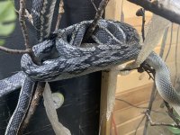 Blue beauty parent 1.jpg